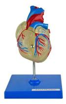Coração Humano Transparente em 2 Partes Anatomia