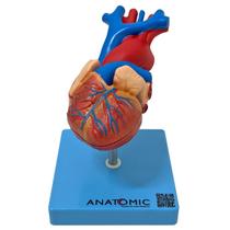 Coração Tamanho Natural em 2 Partes - Modelo Anatômico do Orgão em Resina + Suporte