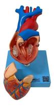 Coração Tamanho Real 2 Partes Estudo Anatomia Valvular Veias