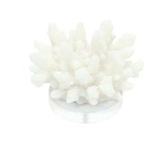 Coral Decoração De Mesa Raminhos curtos Resina Branco Base Coral Decoração De Mesa Raminhos curtos Resina Branco Base
