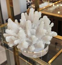 Coral Decorativo Elegante Branco com Base acrilica Coral Decorativo Elegante Branco com Base acrilica