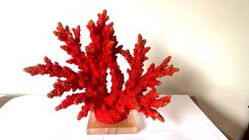 Coral Decorativo Resina Vermelho Rico Detalhes Base Cristal