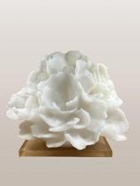 Coral Folha de Alface Decorativo Branco Com Base Acrilica Coral Folha de Alface Decorativo Branco Com Base Acrilica