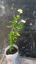 coroa de cristo Euphorbia milii de flores pequenas
