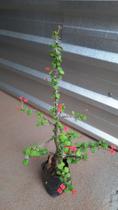 coroa de cristo Euphorbia milii de flores pequenas