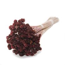 Coroinha Desidratado Decoração para Decoração Coroinha Desidratado Decoração para Decoração