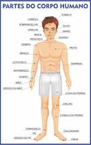 Corpo Humano Anatomia Escolar Painel Lona - Loja Amoadesivos