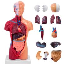 Corpo humano modelo Ceonam 28cm com 15 peças destacáveis em PVC