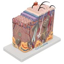 Corte De Pele Em Bloco Anatomia Humana Estudo Anatomico Corte De Pele Em Bloco Anatomia Humana Estudo Anatomico