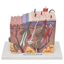 Corte De Pele Em Bloco Corte De Pele Em Bloco