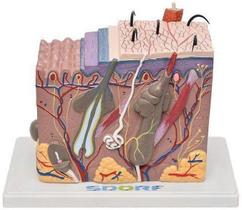 Corte De Pele Em Bloco Corte De Pele Em Bloco