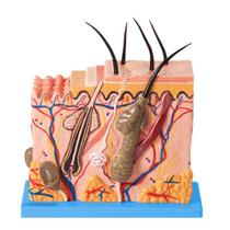Corte de Pele (Modelo em Bloco Ampliado 70X) Corte de Pele (Modelo em Bloco Ampliado 70X)