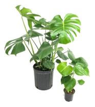 Costela De Adão - (monstera Deliciosa) Melhor Fruta Do Mundo Envio Imediato Pronta entrega