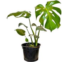 Costela de Adão Muda Monstera Planta 50cm Decoração Interna Costela de Adão Muda Monstera Planta 50cm Decoração Interna