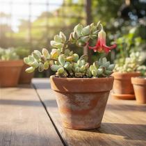 Cotyledon Pendens - Suculenta Exótica de Crescimento Pendente