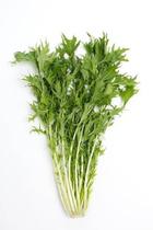 Couve Nabeira Midori Mizuna - 1.40gr de Sementes