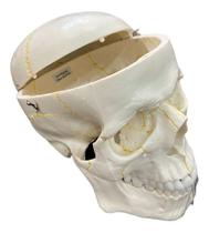 Crânio Anatômico Tamanho Natural Dividido 2 Partes Anatomic