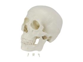 Crânio c/ mandíbula móvel, dentes extraíveis 6 partes sd5006