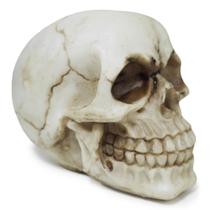 Crânio Caveira Sócrates Realista Trincado Osso Resina Bege