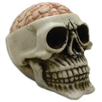 Crânio Cérebro Exposto Caveira resina Pequeno
