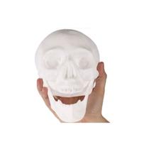 Cranio com Mandibula