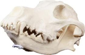 Crânio de cachorro grande - réplica - Nacional Ossos