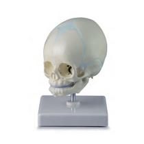 Crânio de Feto Montado em Suporte Crânio de Feto Montado em Suporte