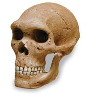 Crânio de Neandertal Skullduggery 0269-1 com suporte
