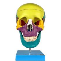 Crânio Didático Colorido em 5 Partes - Anatomic TGD-0102-A