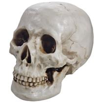 Crânio Einstein Escultura Enfeite Resina Grande Decorativo Crânio Einstein Escultura Enfeite Resina Grande Decorativo