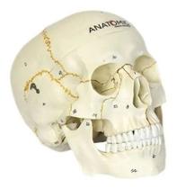 Cranio Em 2 Partes Numerado Mandibula Articulada Anatomic Cranio Em 2 Partes Numerado Mandibula Articulada Anatomic