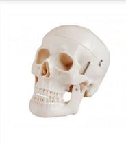 Crânio em 5 Partes Tamanho Natural