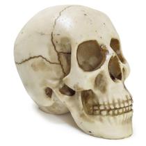 Crânio Esqueleto Caveira Da Vinci Grande Trincado de Resina