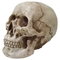 Cranio Grande De Resina Tamanho Real