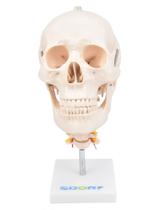 Cranio humano c/ mandibula movel e coluna cervical sd5008