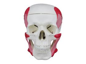 Crânio humano c/ mandíbula móvel e músculos da mastigação sd5006c