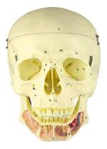 Crânio Humano Clássico com Mandíbula Aberta em 2 Pts