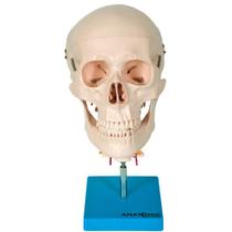Crânio Humano com Coluna Cervical, Anatomia