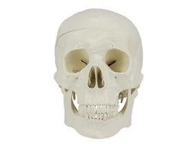 Crânio Humano com Mandíbula Móvel e Dentes Extraíveis em 5 Partes