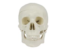 Crânio Humano com Mandíbula Móvel e Dentes Extraíveis em 5 Partes Crânio Humano com Mandíbula Móvel e Dentes Extraíveis em 5 Partes
