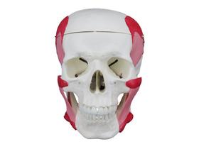 Crânio humano com mandíbula movel e músculos da mastigação