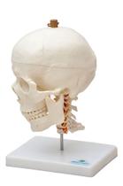 Crânio Humano Mandíbula Móvel e Coluna Cervical