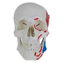 Crânio Humano Numerado Origens Inserções Musculares 5 Partes
