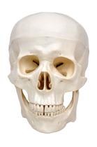Crânio Humano Tamanho Natural em 5 partes, Anatomia - SDORF