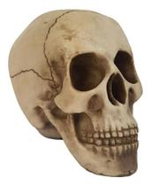 Cranio Mandibula Movel C/1 Un Cromus
