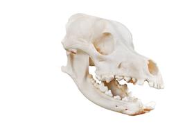 Crânio natural de cachorro (canis lupus familiaris) sd7102