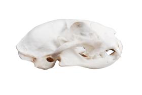 Crânio natural de gato (felis catus) sd7002