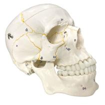 Crânio Numerado em 2 partes - Anatomic TGD-0102-N