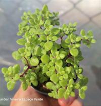 Crassula Expansa Fragilis - Muda de Suculenta em Vaso 06