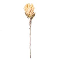 Creme de caule Vickerman Protea para plantas artificiais, pacote com 2 unidades de 77 cm Creme de caule Vickerman Protea para plantas artificiais, pacote com 2 unidades de 77 cm